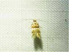 Theisoa constrictella