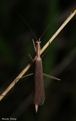 Eumusonia