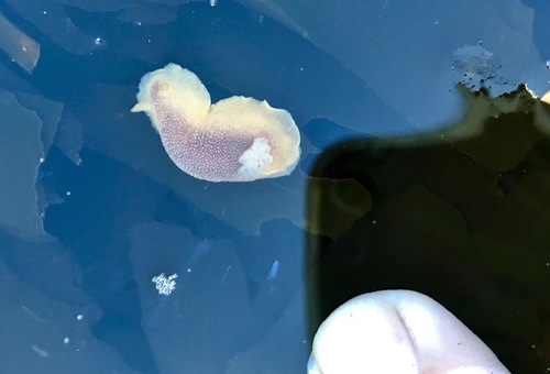 Doriopsilla albopunctata