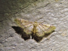 Idaea pervertipennis