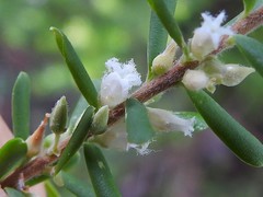 Styphelia margarodes