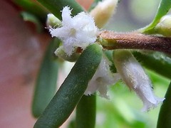 Styphelia margarodes