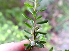 Styphelia margarodes