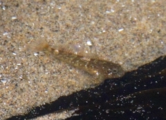 Clinocottus globiceps