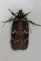 Agonopterix lythrella