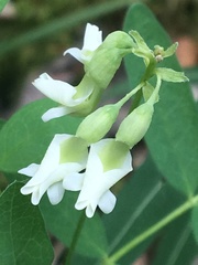 Astragalus americanus
