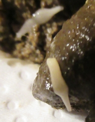 Cestoda