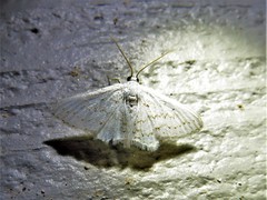 Idaea tacturata