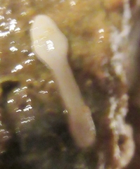 Cestoda
