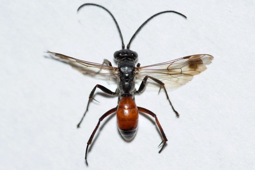 Caliadurgus fasciatellus photo 3