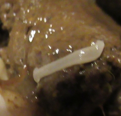Cestoda