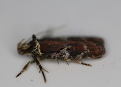 Agonopterix lythrella