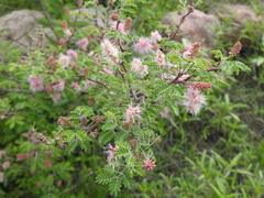 Mimosa monancistra