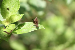 Antigonus funebris