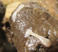 Cestoda