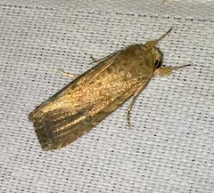 Athetiina