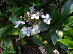 Hydrangeaceae