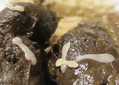 Cestoda