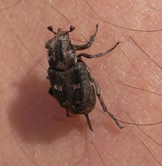 Valgus hemipterus