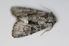 Eremobina leucoscelis
