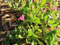 Vicia sativa nigra