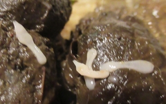 Cestoda