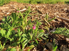 Vicia sativa nigra