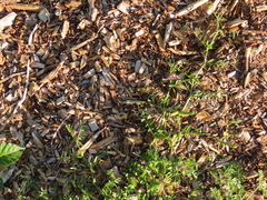 Vicia sativa nigra