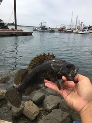 Sebastes rastrelliger