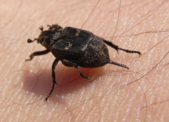 Valgus hemipterus