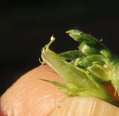 Vicia sativa nigra