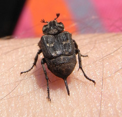 Valgus hemipterus