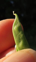 Vicia sativa nigra