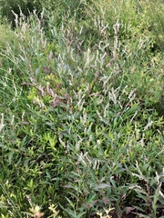 Persicaria setacea