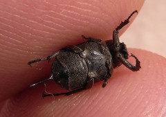 Valgus hemipterus