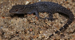 Gymnodactylus darwinii