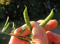 Vicia sativa nigra