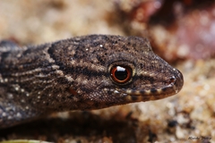 Gymnodactylus darwinii