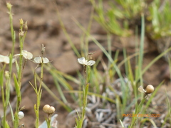 Menodora scabra