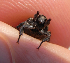 Valgus hemipterus