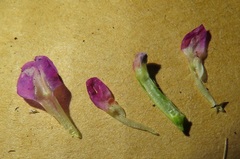 Vicia sativa nigra