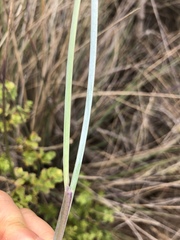 Festuca idahoensis