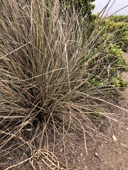 Festuca idahoensis