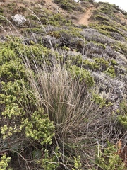 Festuca idahoensis