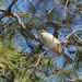 Southwestern Singing Honeyeater - Photo (c) Wich’yanan L, some rights reserved (CC BY), uploaded by Wich’yanan L