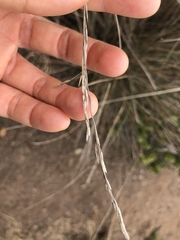 Festuca idahoensis