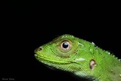 Enyalius