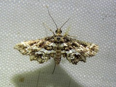 Diasemiopsis leodocusalis