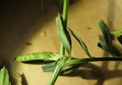 Vicia sativa nigra