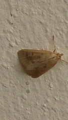 Achyra nudalis